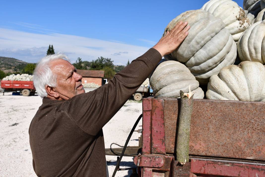 Tadı kestaneye benziyor. Bir tanesi 25 kilo bile gelebiliyor. 1 yıl bozulmadan saklanabiliyor 2